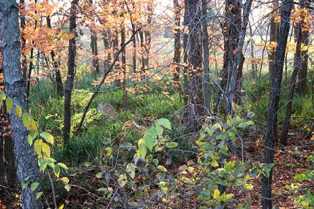 The Hendricks County Grave Robberies Part&nbsp;2